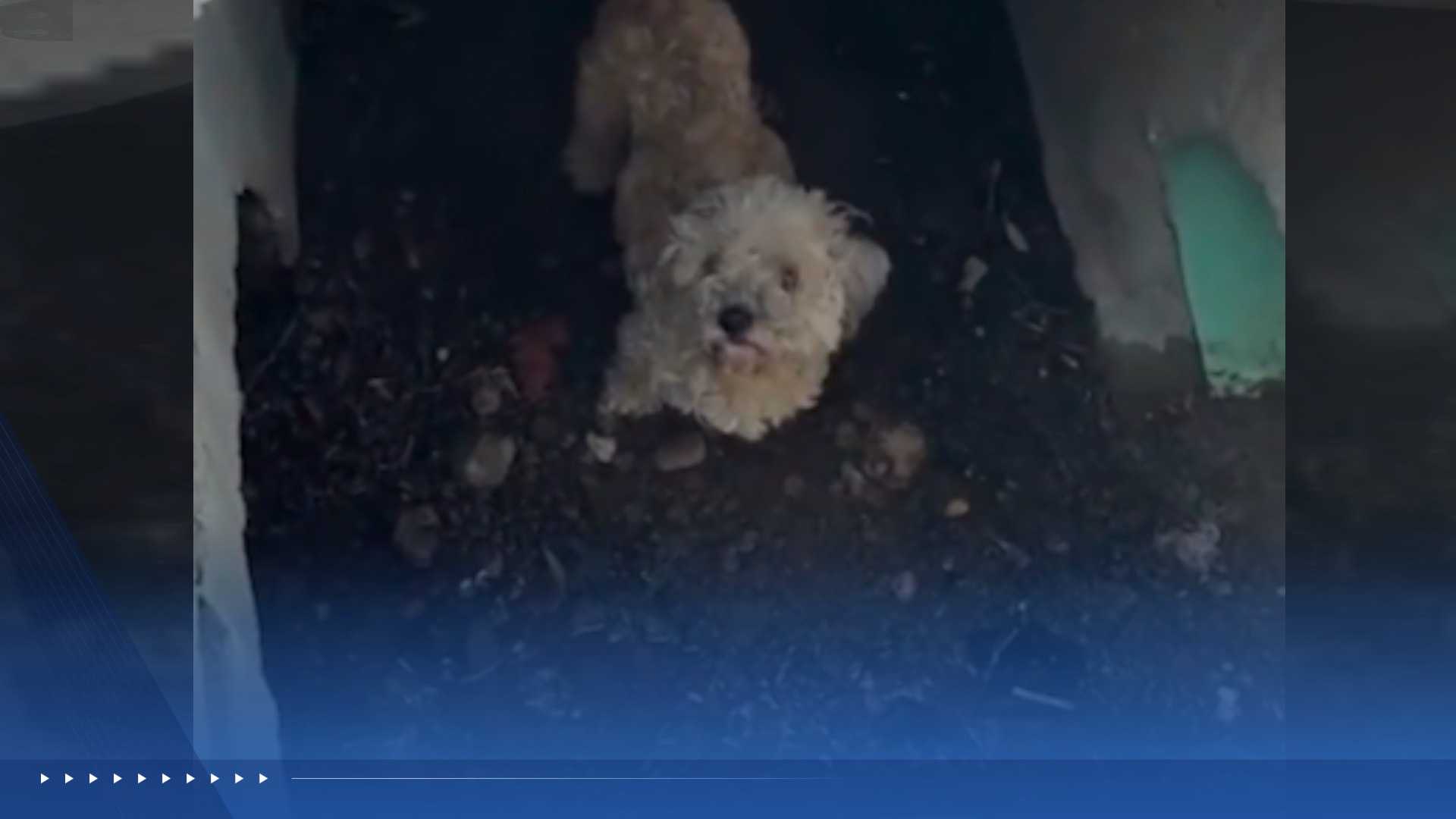 Watch: Dog missing for more than 30 days coaxed from storm drain with treats