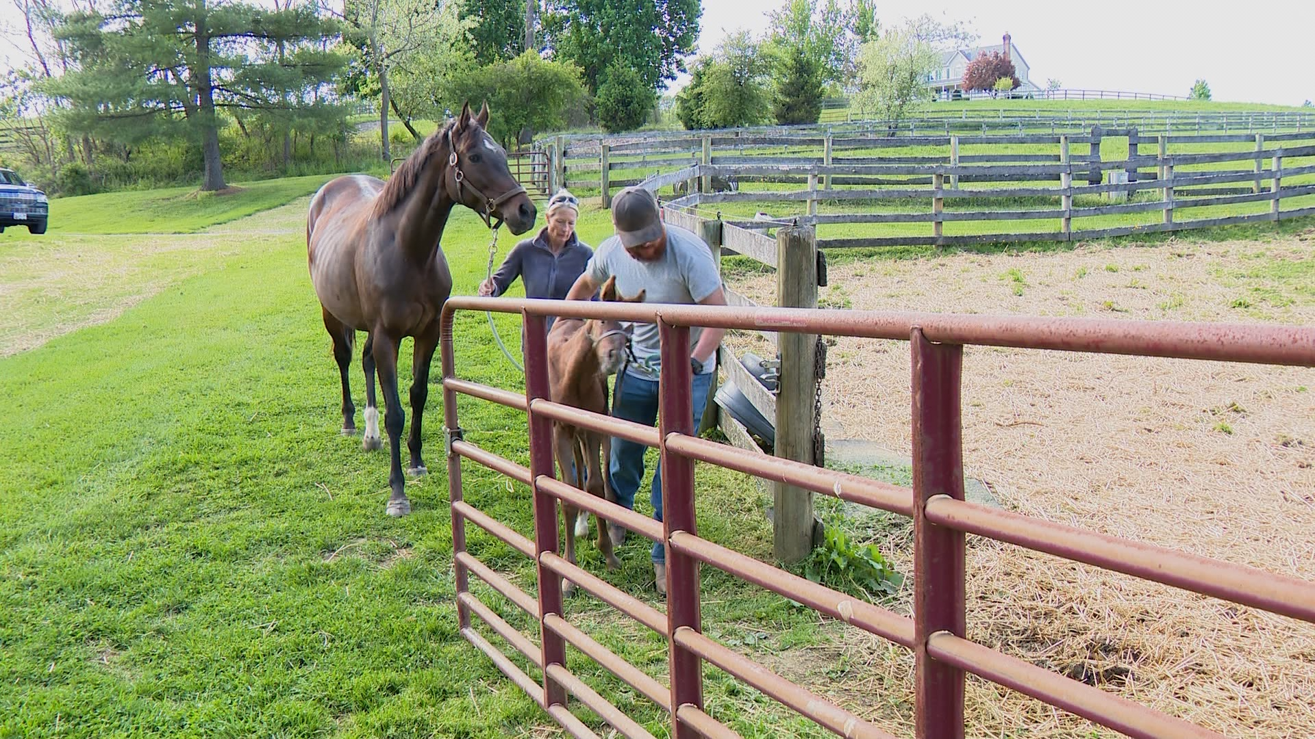 wbaltv.com - Jenyne Donaldson - Maryland horse farm tour showcases equine champions ahead of Preakness