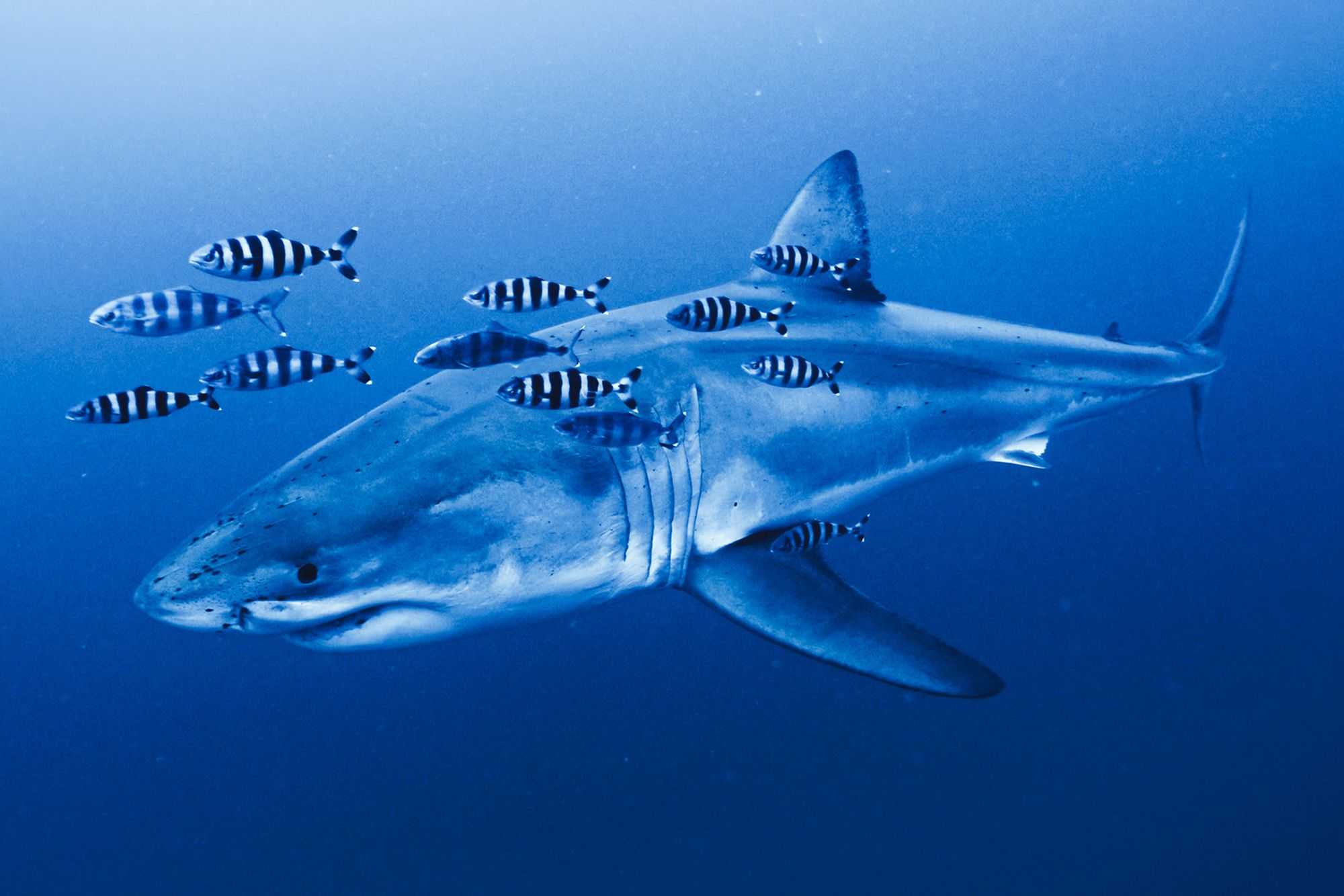 VIDEO: Rare footage of Mediterranean great white shark captured by ghost diver