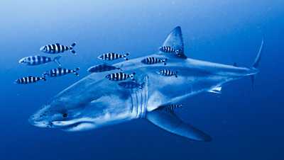 VIDEO: Rare footage of Mediterranean great white shark captured by ghost diver wptz