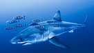 Ghost diver shark