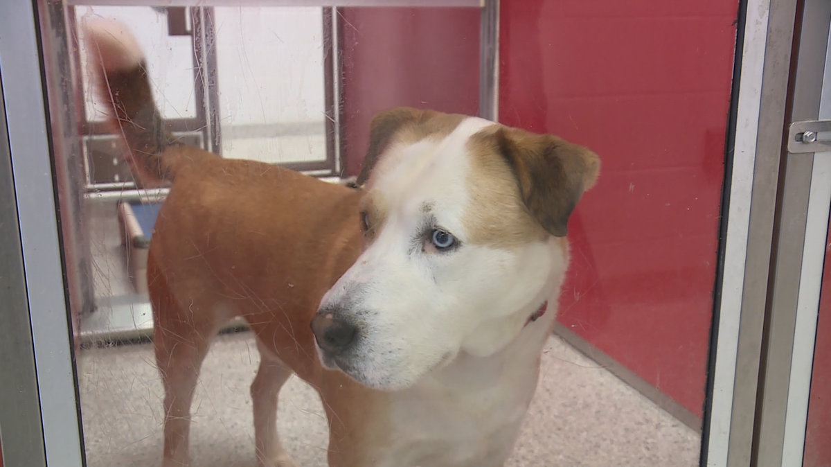 KC Pet Project faces renewed overcrowding after 130 dogs adopted in one weekend