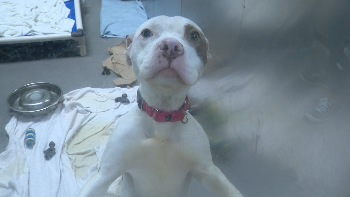 Adoption event hopes to place 3,000 animals as Baltimore shelters clear space fo...
