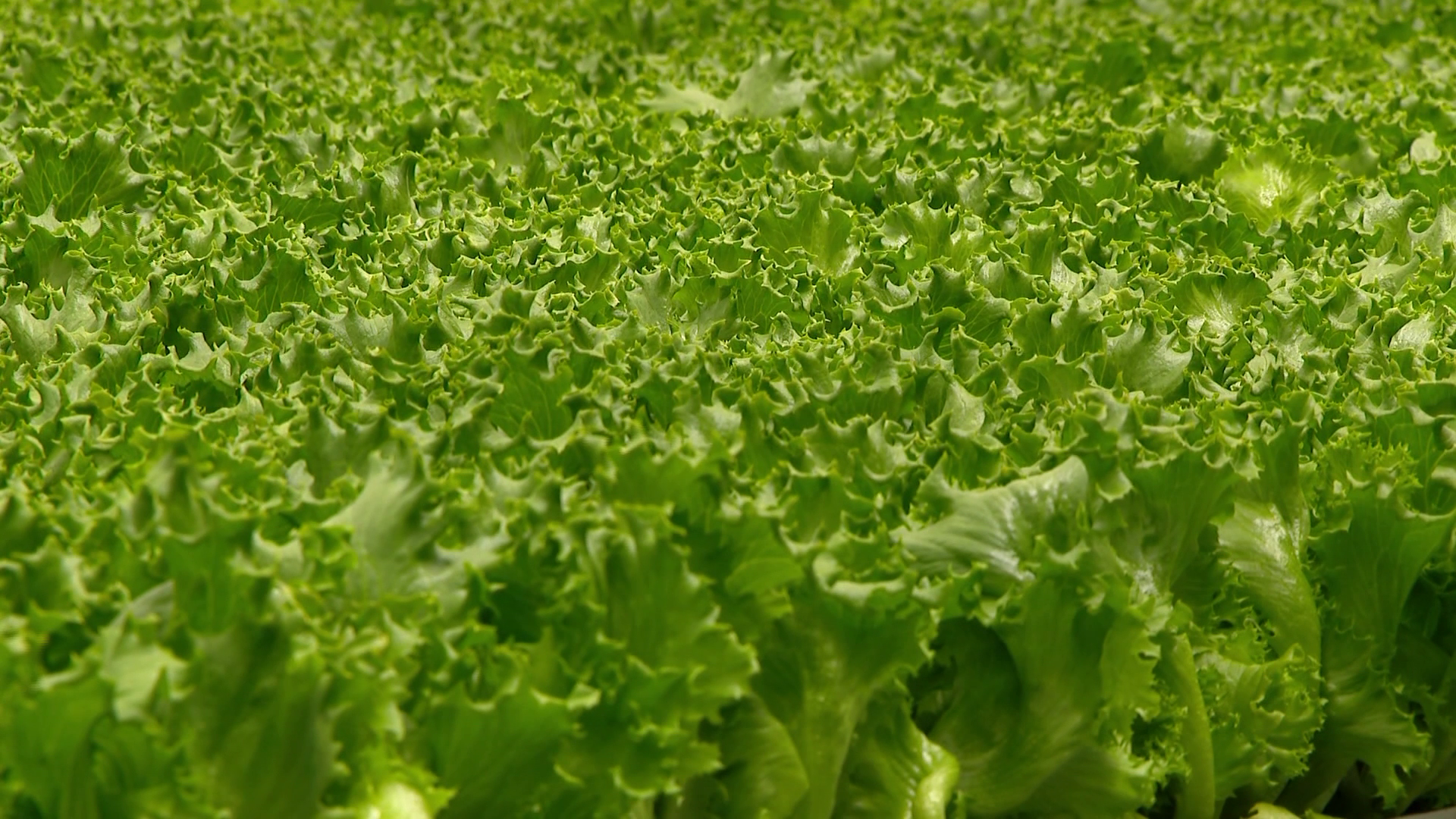 Mass. lettuce farm assures customers its crop is safe amid cyclospora outbreak fears