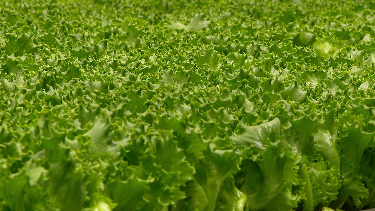 Mass. lettuce farm assures customers its crop is safe amid cyclospora outbreak fears