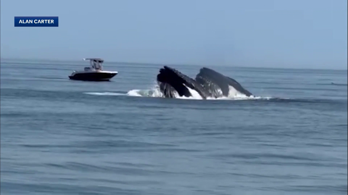 Man captures whale sighting on video off Mass. coast