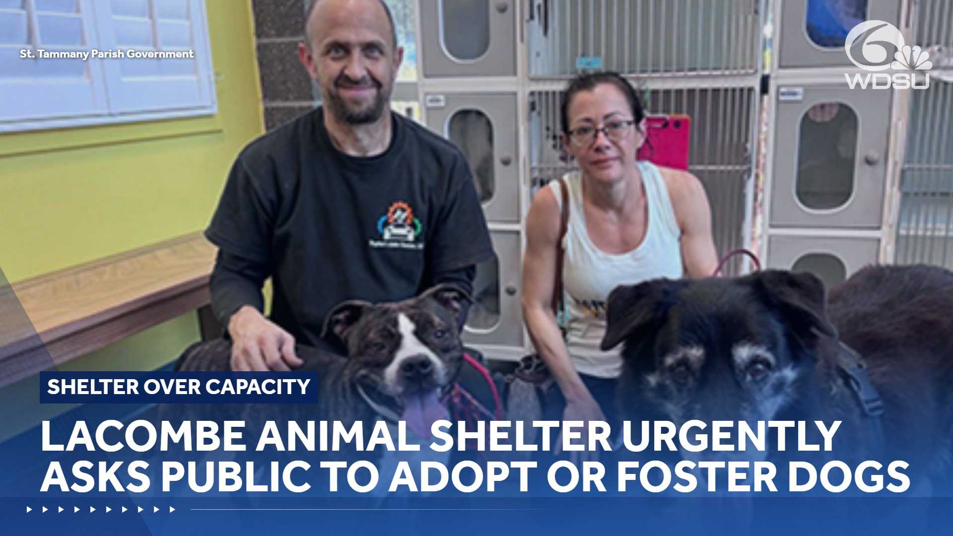 St. Tammany animal shelter seeks adopters and fosters for 50 animals