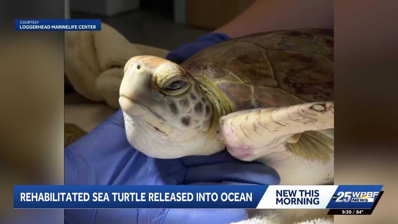 Green sea turtle released back into the ocean after rehabilitation in Palm Beach County