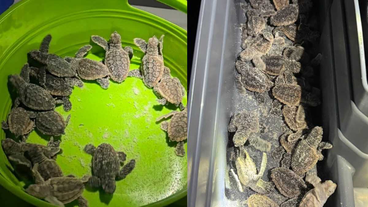 Photos: Volusia County deputies help collect 'confused' baby sea turtles