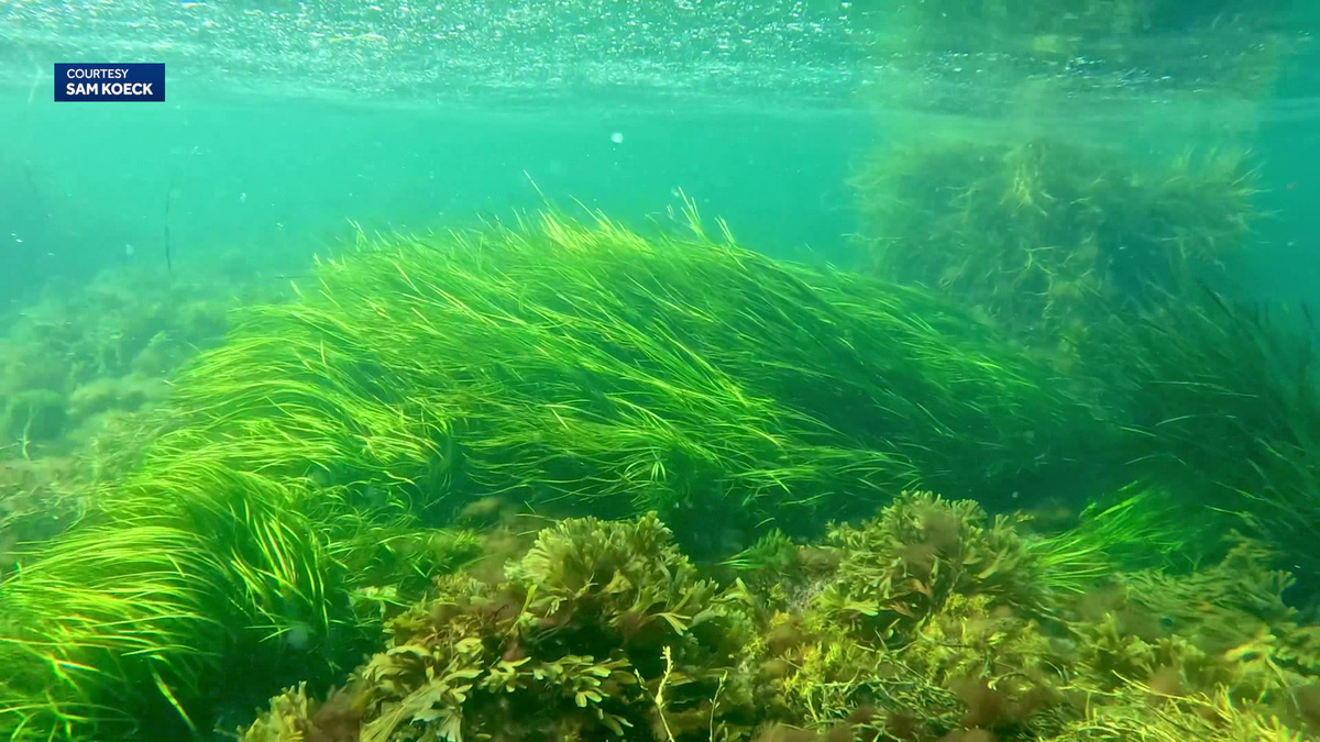 Ever heard of 'eelgrass?' It's vital to our coast, it's disappearing, but science could bring it back