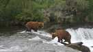 bears