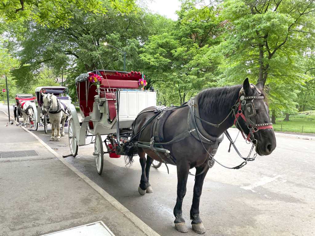 A teenager has died after being thrown from horse-drawn carriage in NYC's Central Park