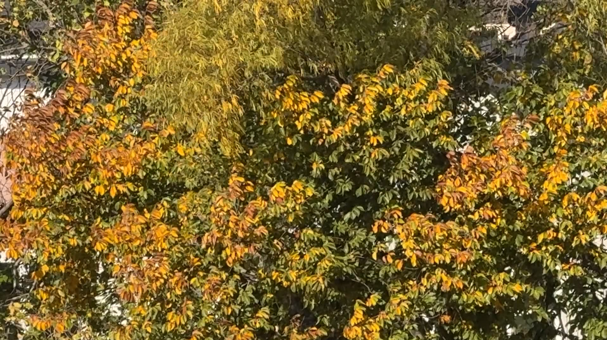 Oklahoma trees delay fall foliage changes amid warm weather - KOCO