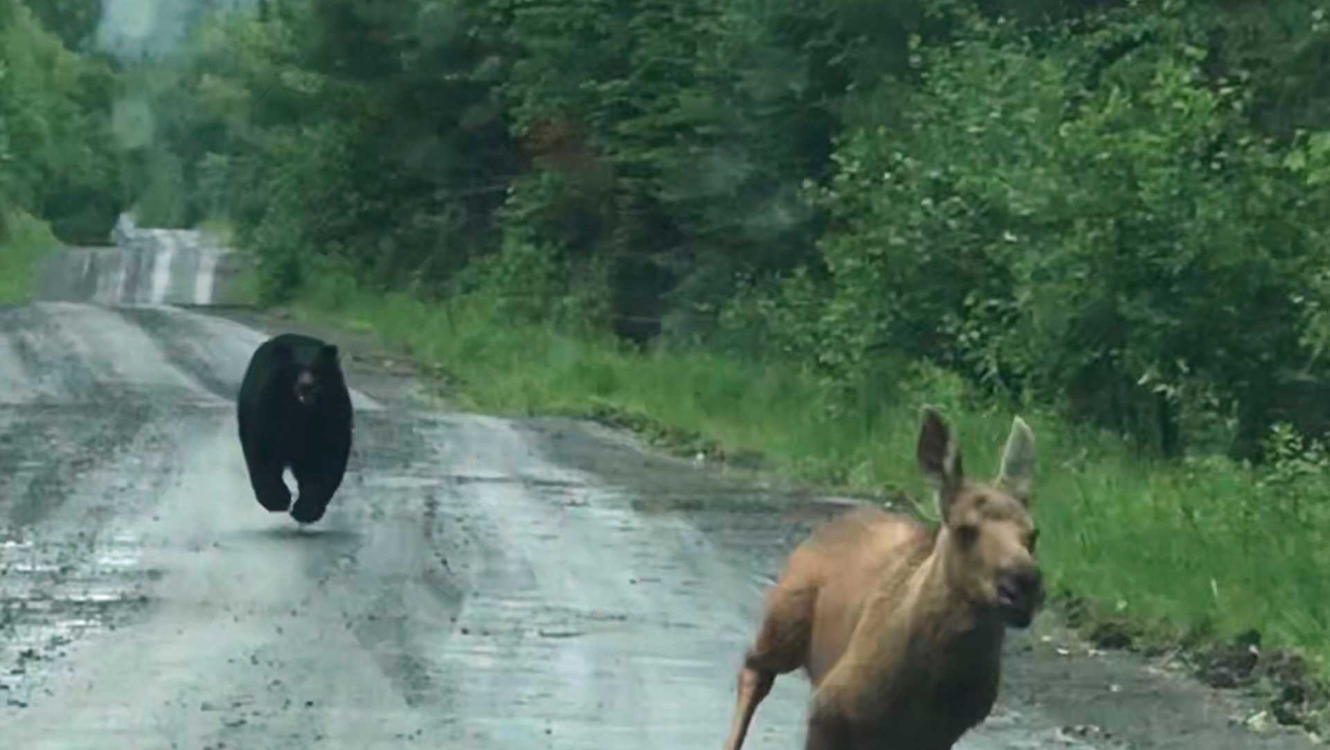 Maine couple spots moose calf being chased by a bear and helps it escape AP