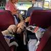 Paw'll aboard the Pup Bus: Retired couple takes dogs on summertime adventures