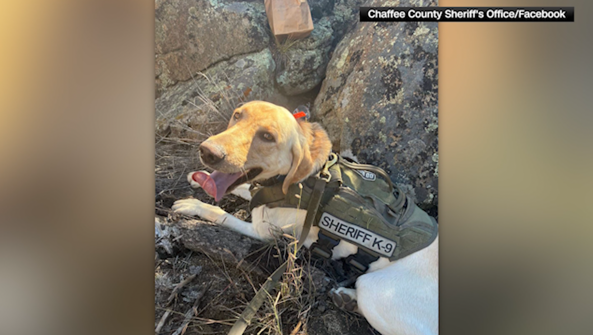 Canine deputy 'Arch' hailed a hero after locating three children who wandered from campsite