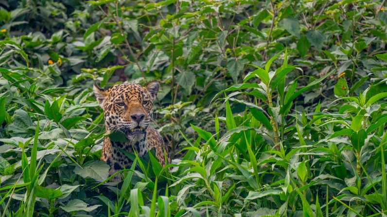 Near-mythical 'cloud jaguar' spotted for first time in 10 years