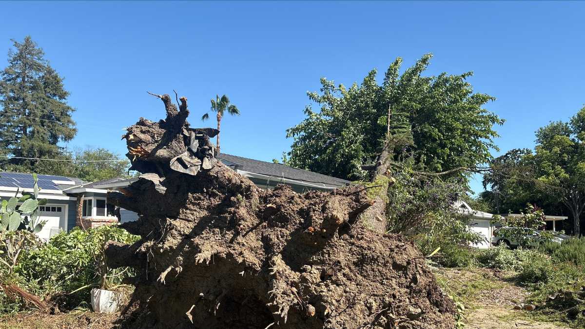 Davis homeowner shares fears after tree crashes onto property during high winds