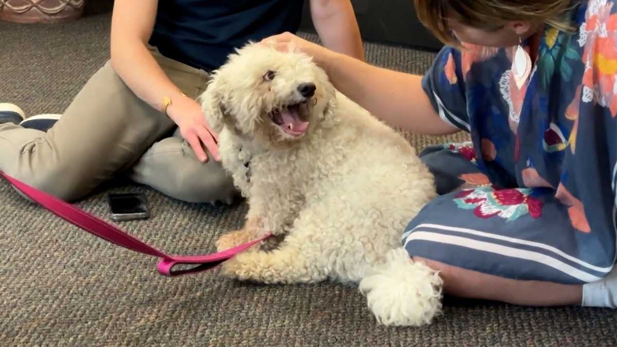 Meet Bentley, our Adoptable Pet of the Week