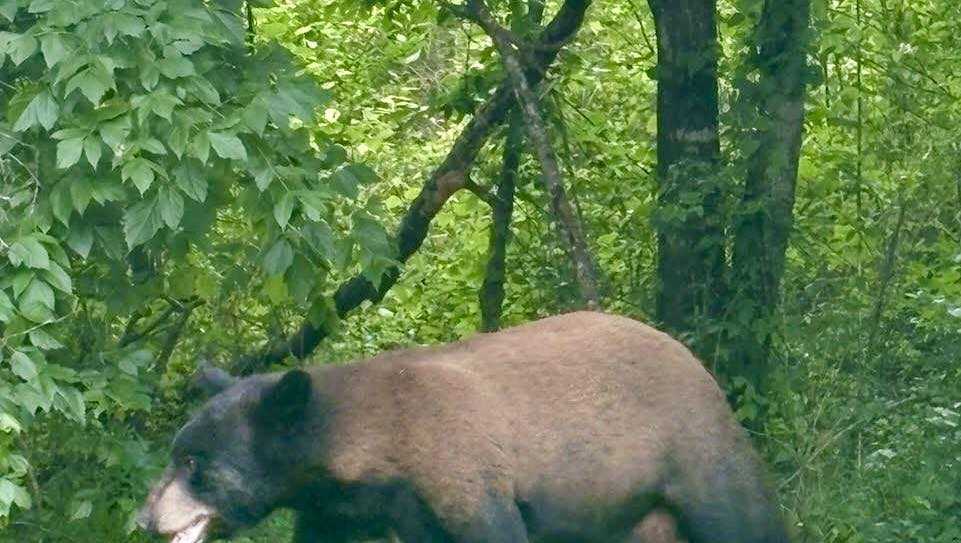 Black bears spotted in Utica area, authorities urge caution