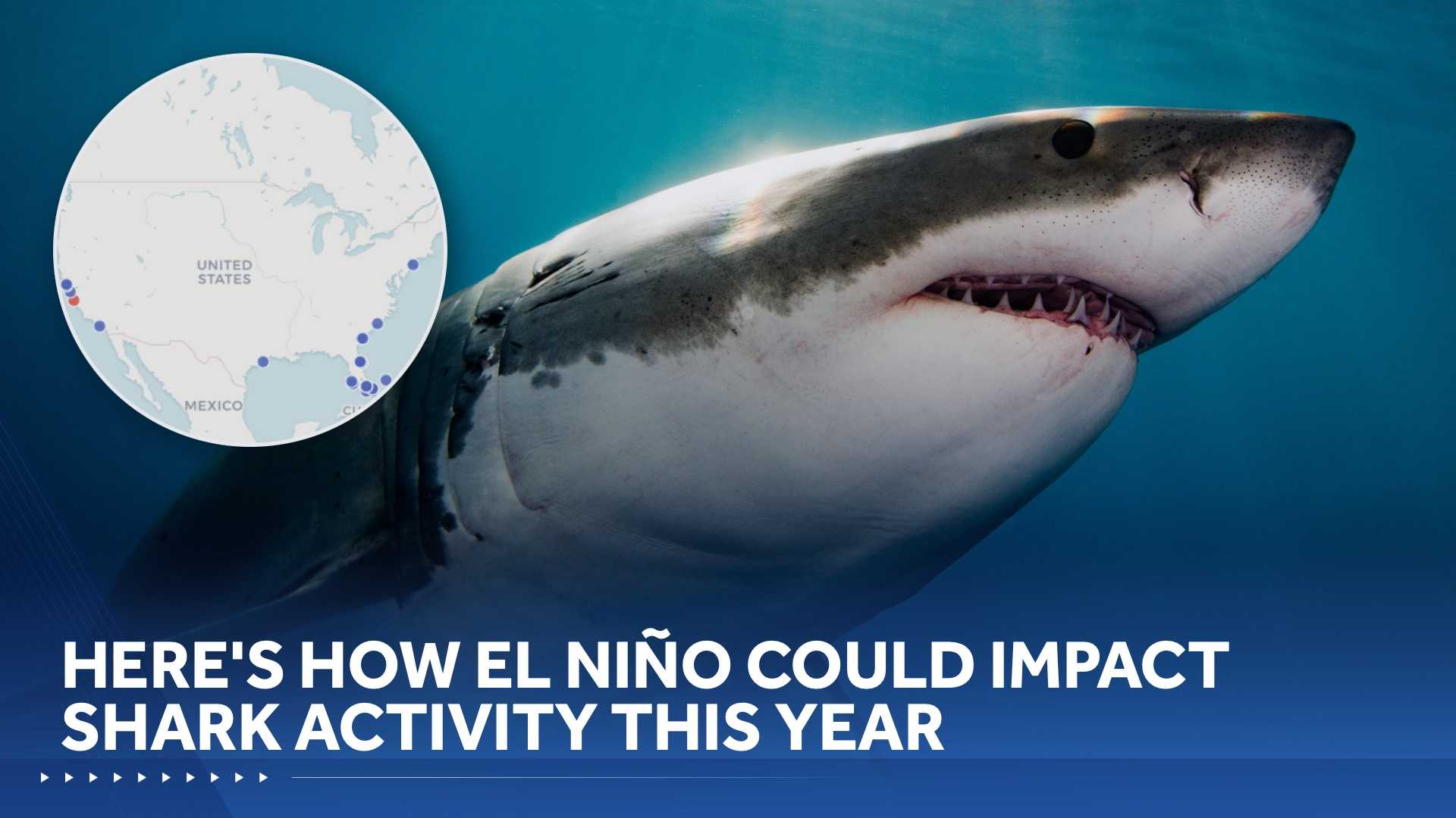 Global shark attacks up in 2025. Here's what to expect with El Niño this year
