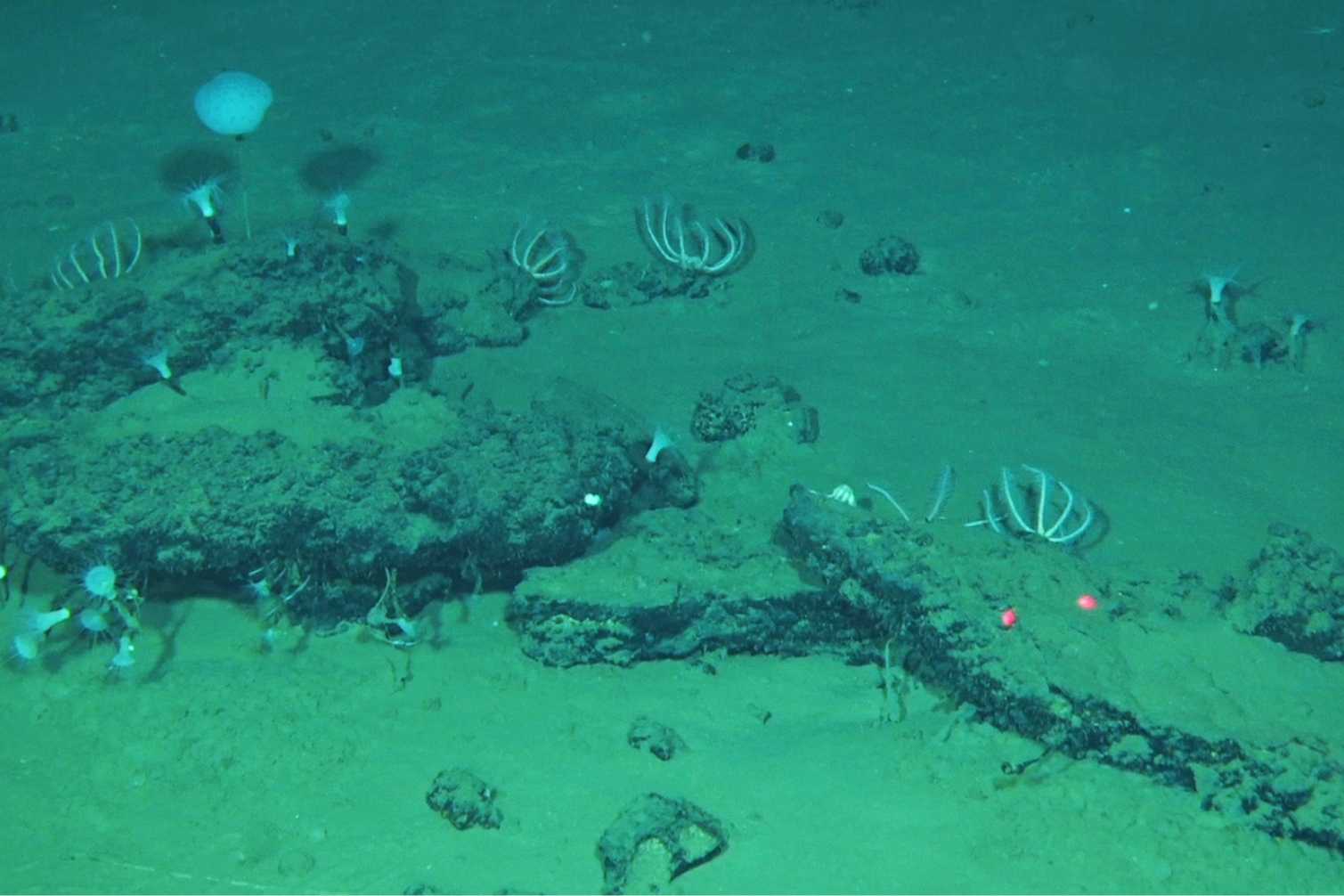 World’s largest whale graveyard discovered dating back 5.3 million years