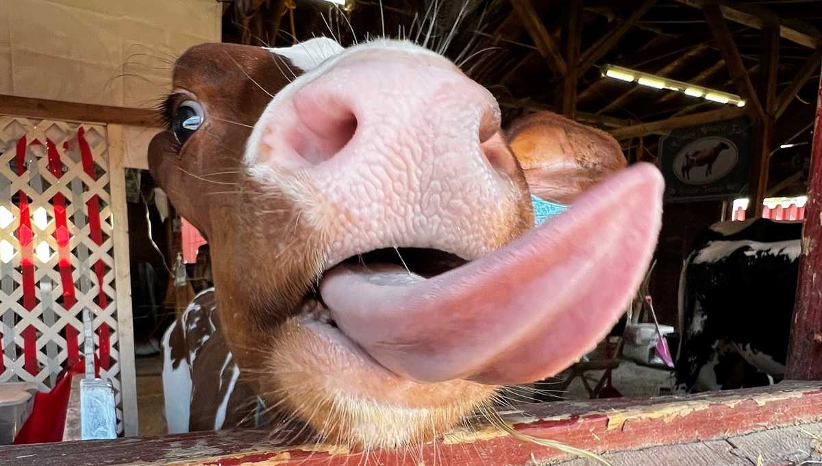 The 180th Vermont State Fair is underway in Rutland