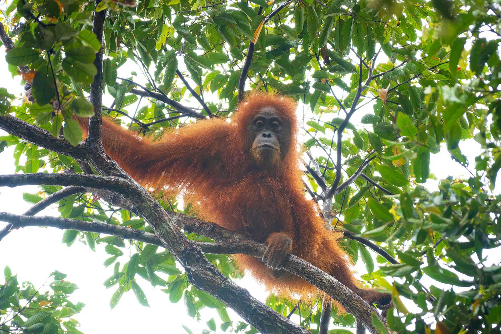 Devastating cyclone wiped out 7% of planet’s rarest great apes, study says