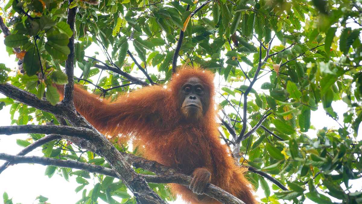 Devastating cyclone wiped out 7% of planet’s rarest great apes, study says