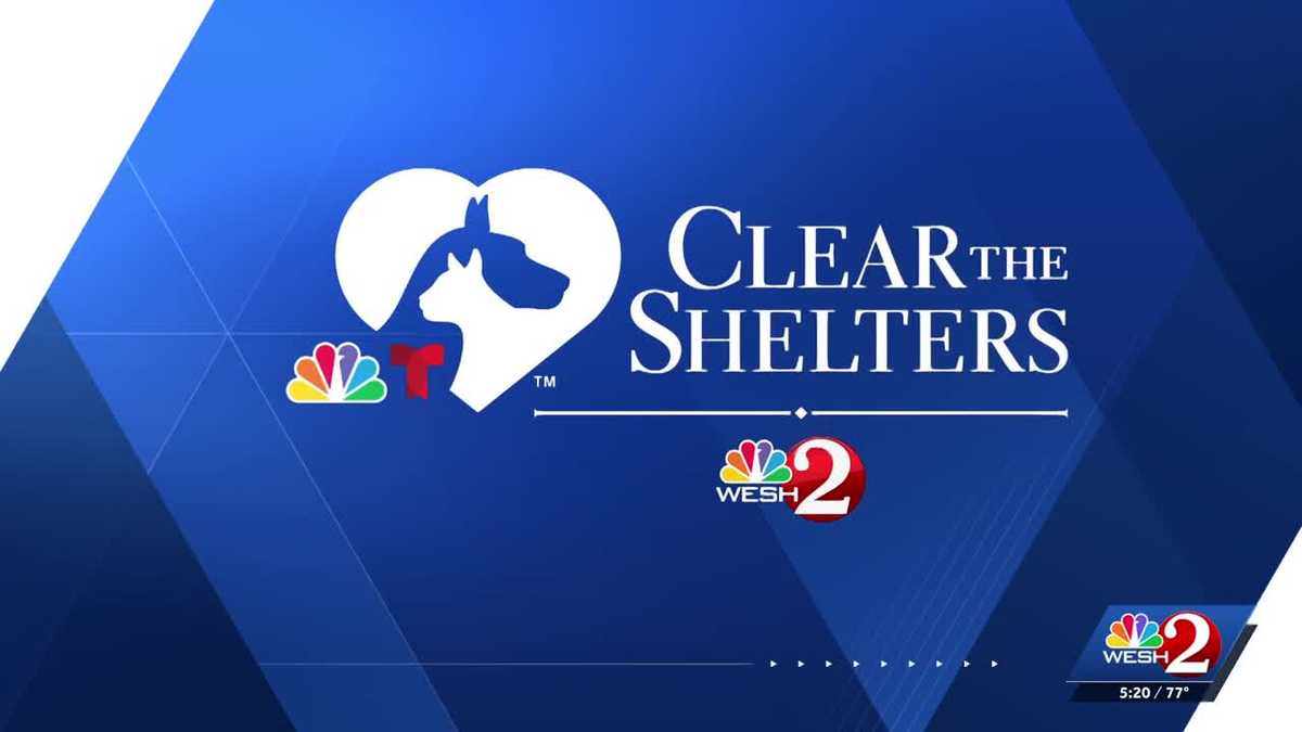 Clear The Shelters | Meet adoptable pets at Seminole County Animal Services