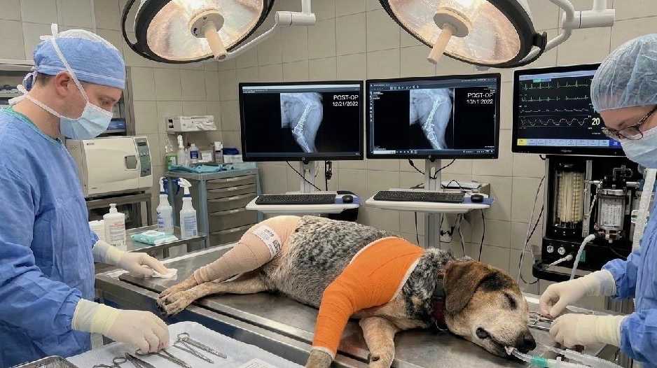 Volusia sheriff warns of AI scam targeting families with missing pets