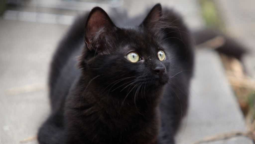 Halloween hazards: How to keep your pets safe