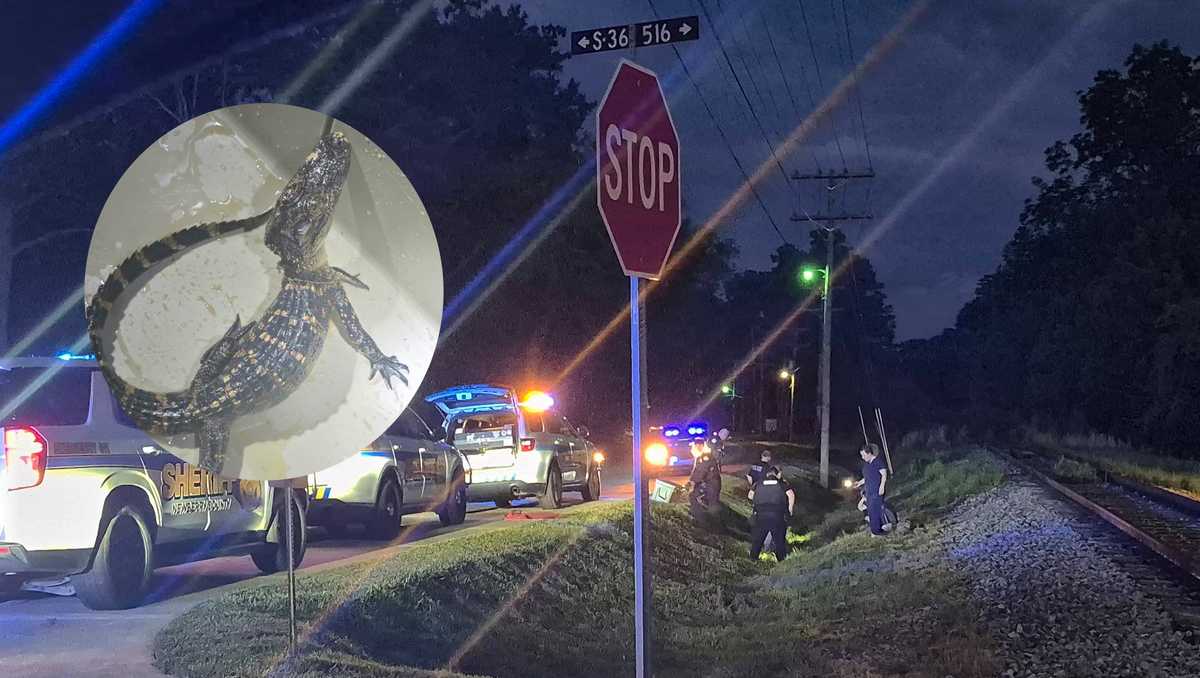 Is this your baby alligator? Police in SC look for owner after alligator found in ditch