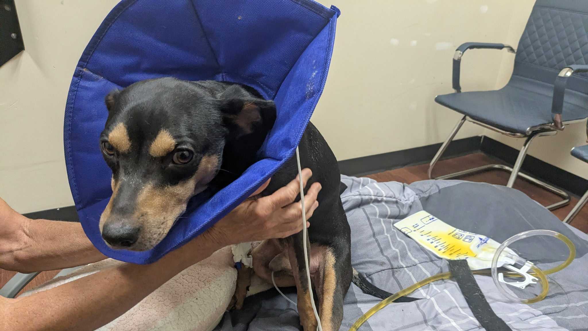 Reward offered after dog found in trash can covered in maggots in New Orleans