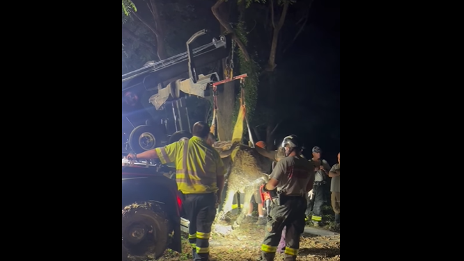 Must Watch | Donkey rescued from deep mud in North Carolina