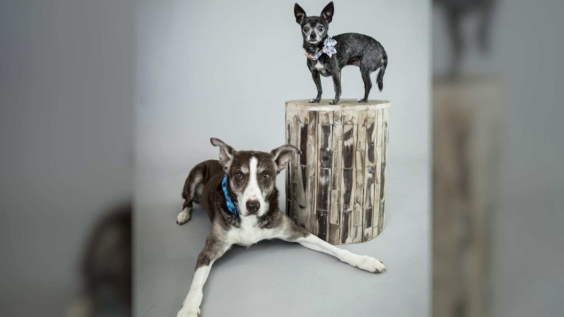 Sacramento pet photo sessions support Front Street Animal Shelter