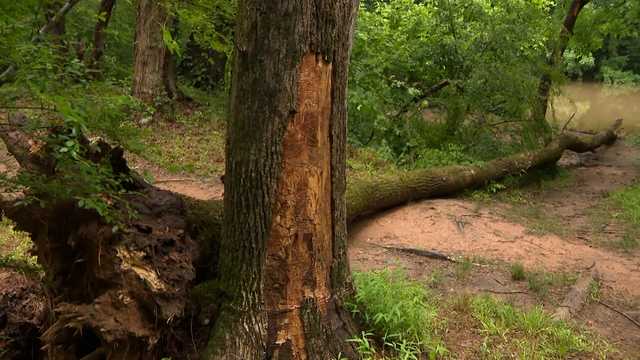 Witnesses describe the moments after a tree fell on and nearly killed a child and adult at SC park