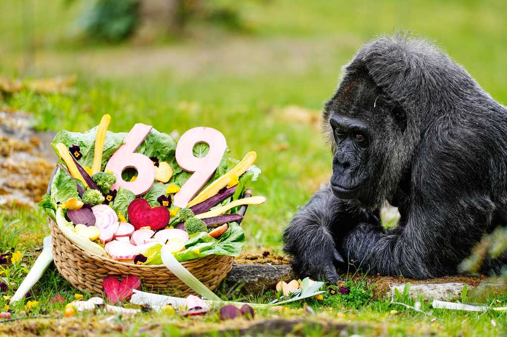 Fatou, the world's oldest gorilla living in captivity, celebrates her 69th birthday