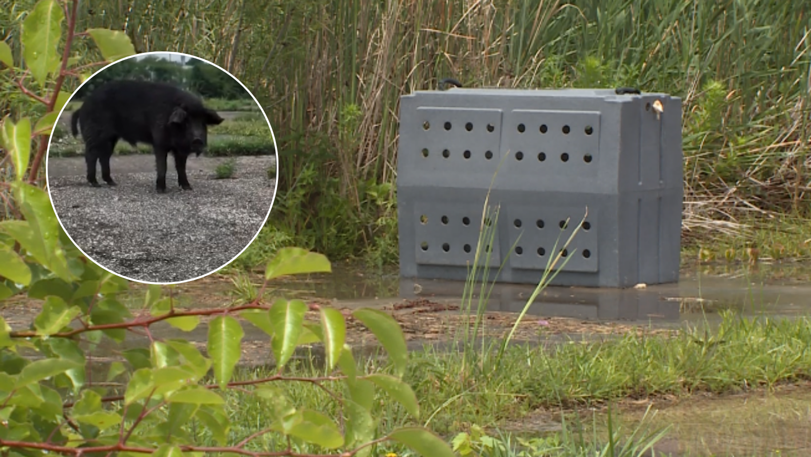 Franklin police warn of hog running loose through town