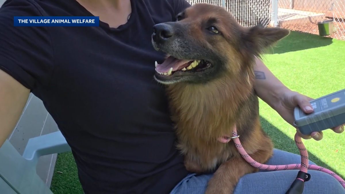 Dog reunited with family after going missing for a year, microchipping of pets e...