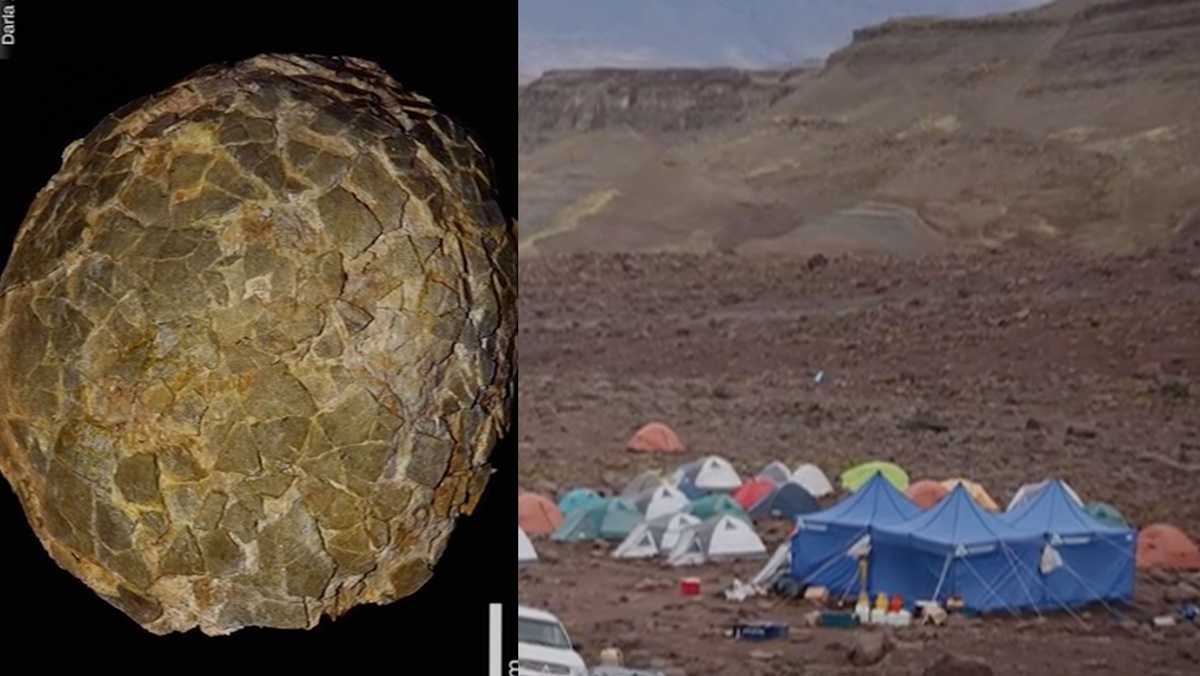 How Giant Titanosaurs Kept Their Eggs Warm in Cold Climates - News Directory 3