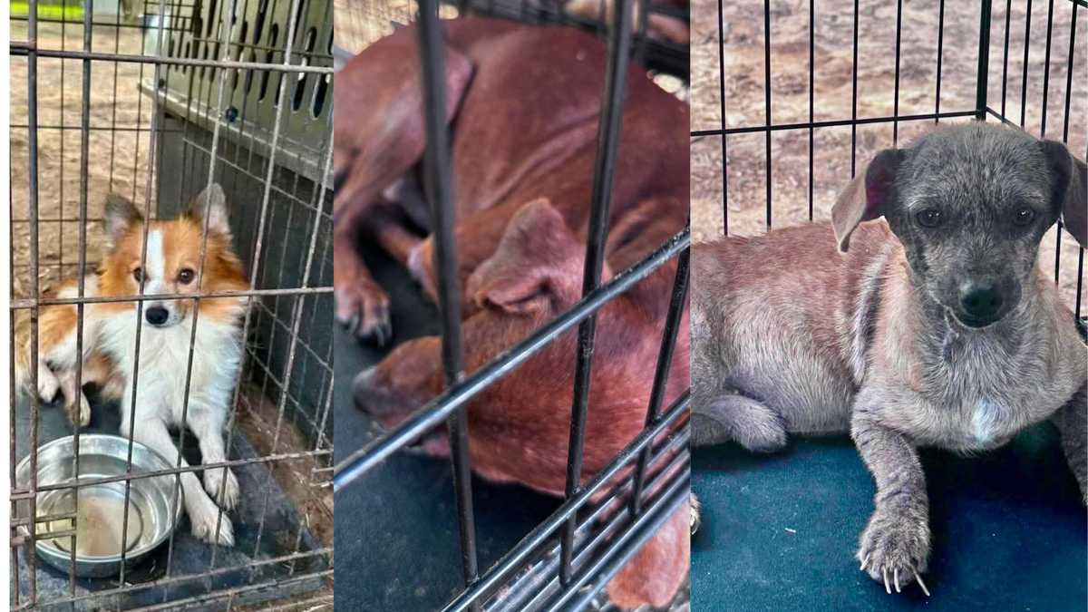 Nearly 250 dogs rescued from 'horrible breeding situation' in western Kentucky