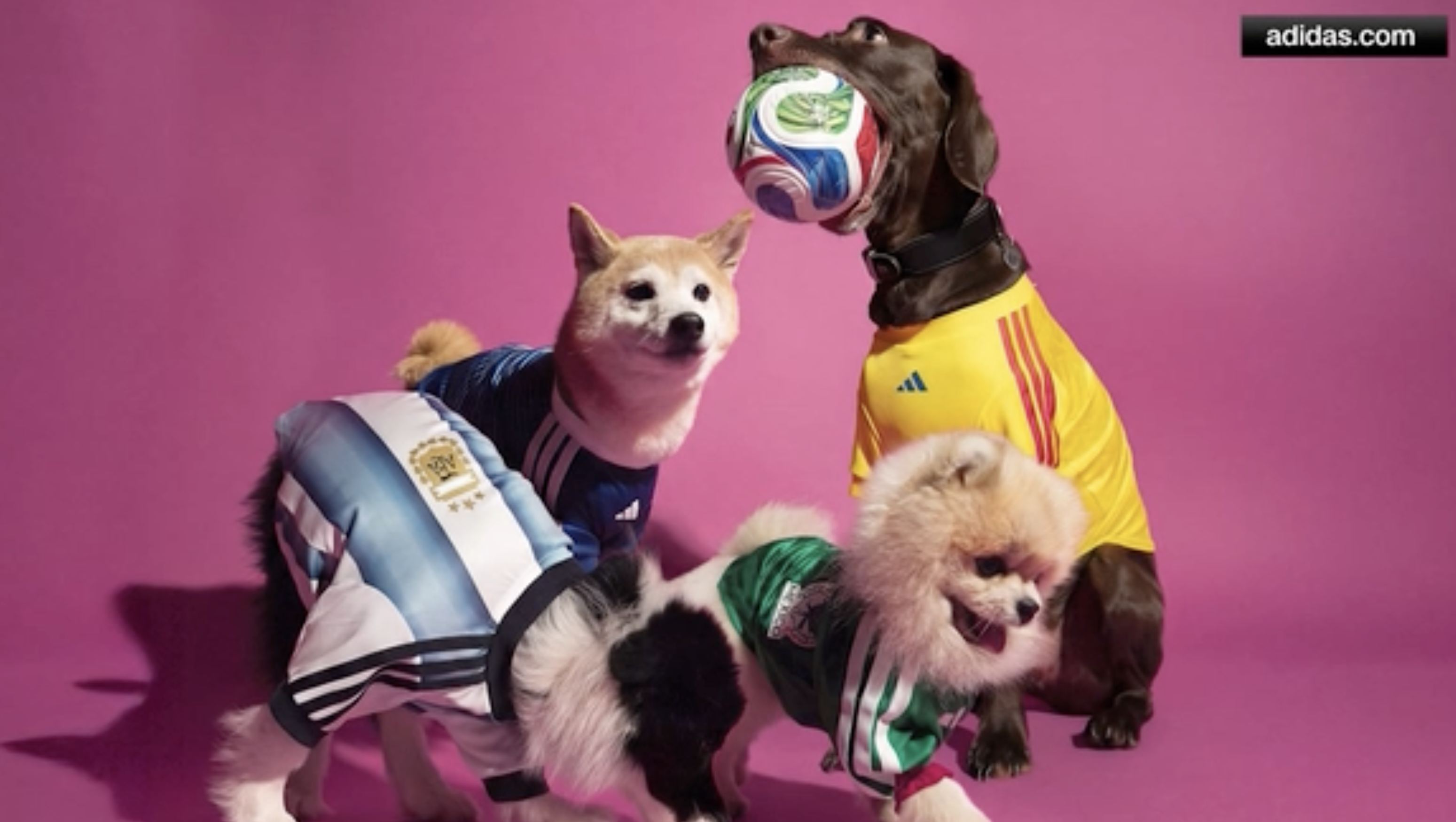Adidas reveals new World Cup jersey collection ... for pets