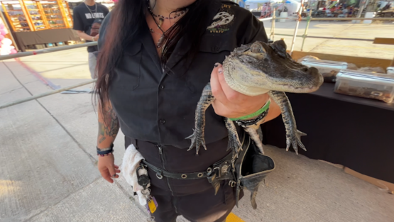 Alligator festival returns to St. Charles Parish to raise scholarship funds