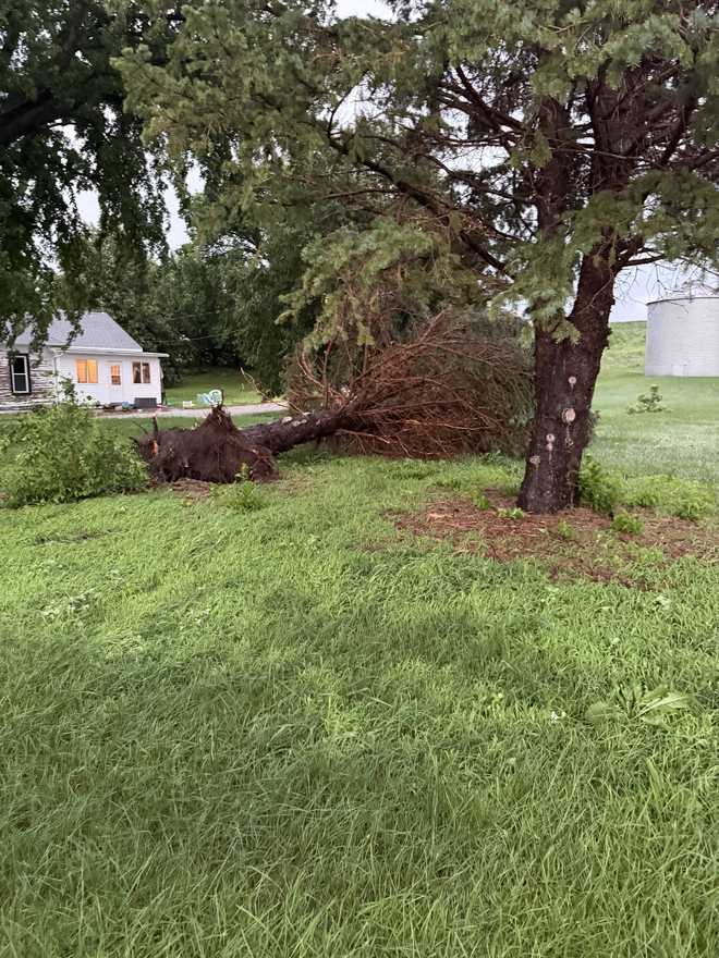 Downed Tree in Silver City Iowa