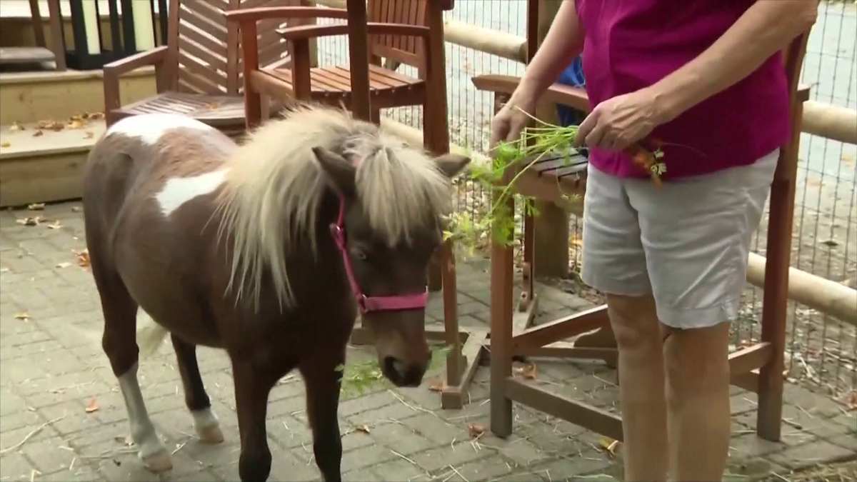 Mini-horse smell complaint sparks permit fight in Mass. city - WCVB