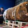 Wildfires expose and detonate buried bombs, mines from WWI and WWII