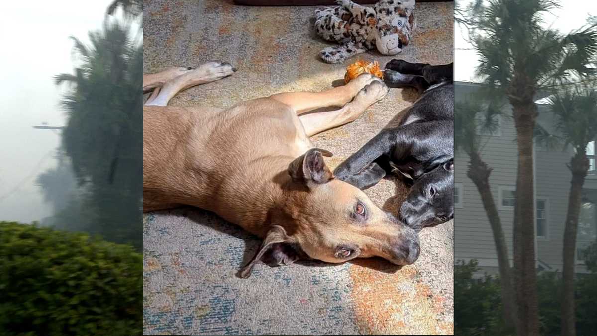 Walker found: Missing dog rescued after surviving days on Little Tybee Island