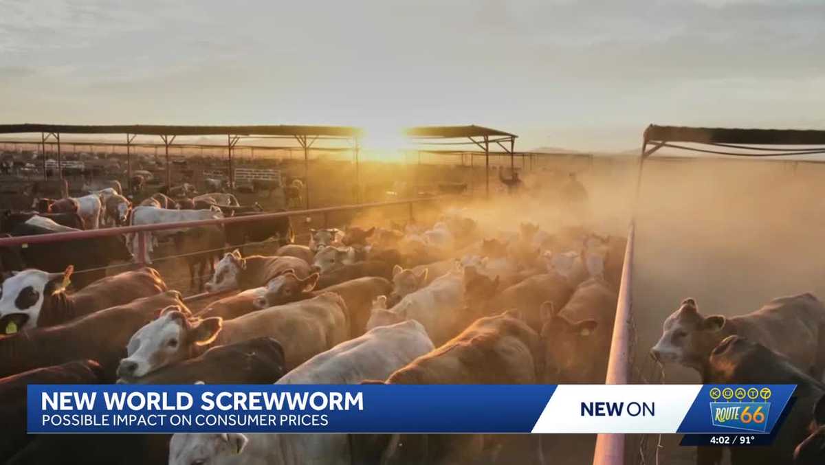 New World Screwworm raises concern for cattle industry, consumer prices in New Mexico