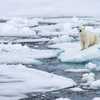 Person fined $5,000 for using foghorn to disturb sleeping polar bear